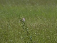 Emberiza calandra 33, Grauwe gors, Saxifraga-Jan Nijendijk