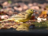 Emberiza citrinella 100, Geelgors, Saxifrag-Luuk Vermeer