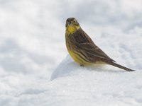 Emberiza citrinella 103, Geelgors, Saxifraga-Mark Zekhuis