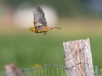 Emberiza citrinella 104, Geelgors, Saxifraga-Mark Zekhuis