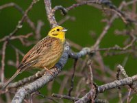 Emberiza citrinella 108, Geelgors, Saxifraga-Mark Zekhuis