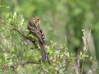 Emberiza citrinella 113, Geelgors, Saxifraga-Tom Heijnen