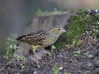 Emberiza citrinella 58, Geelgors, Saxifrag-Luuk Vermeer