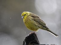 Emberiza citrinella 61, Geelgors, Saxifrag-Luuk Vermeer