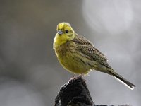 Emberiza citrinella 62, Geelgors, Saxifrag-Luuk Vermeer