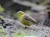 Emberiza citrinella 67, Geelgors, Saxifrag-Luuk Vermeer