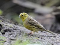 Emberiza citrinella 68, Geelgors, Saxifrag-Luuk Vermeer