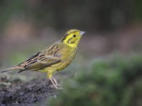 Emberiza citrinella 69, Geelgors, Saxifrag-Luuk Vermeer