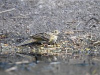 Emberiza citrinella 72, Geelgors, Saxifrag-Luuk Vermeer