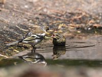 Emberiza citrinella 74, Geelgors, Saxifrag-Luuk Vermeer