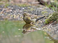 Emberiza citrinella 89, Geelgors, Saxifrag-Luuk Vermeer