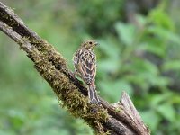 Emberiza citrinella 91, Geelgors, Saxifrag-Luuk Vermeer