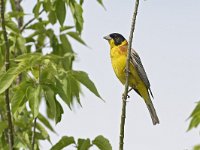 Emberiza melanocephala 14, Zwartkopgors, Saxifraga-Tom Heijnen