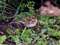 Emberiza rustica 4, Bosgors, Saxifraga-Bart Vastenhouw