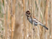 Emberiza schoeniclus 103, Rietgors, Saxifraga-Hans Dekker