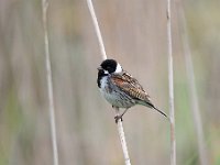 Emberiza schoeniclus 108, Rietgors, Saxifraga-Luuk Vermeer