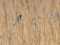 Emberiza schoeniclus 11, Rietgors, Saxifraga-Hans Dekker