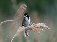 Emberiza schoeniclus 114, Rietgors, Saxifraga-Luuk Vermeer