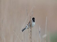 Emberiza schoeniclus 116, Rietgors, Saxifraga-Luuk Vermeer