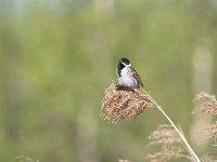 Emberiza schoeniclus 120, Rietgors, Saxifraga-Luuk Vermeer