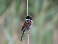 Emberiza schoeniclus 121, Rietgors, Saxifraga-Luuk Vermeer