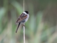 Emberiza schoeniclus 123, Rietgors, Saxifraga-Luuk Vermeer