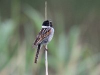 Emberiza schoeniclus 124, Rietgors, Saxifraga-Luuk Vermeer