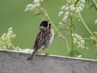 Emberiza schoeniclus 125, Rietgors, Saxifraga-Luuk Vermeer