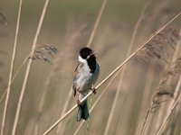 Emberiza schoeniclus 131, Rietgors, Saxifraga-Luuk Vermeer