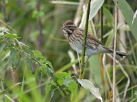 Emberiza schoeniclus 134, Rietgors, Saxifraga-Tom Heijnen