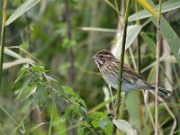 Emberiza schoeniclus 140, Rietgors, Saxifraga-Tom Heijnen