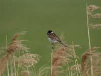 Emberiza schoeniclus 28, Rietgors, Saxifraga-Dirk Hilbers