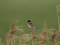 Emberiza schoeniclus 31, Rietgors, Saxifraga-Dirk Hilbers