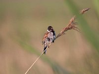 Emberiza schoeniclus 50, Rietgors, Saxifraga-Luuk Vermeer