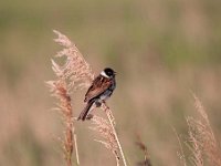 Emberiza schoeniclus 54, Rietgors, Saxifraga-Luuk Vermeer