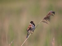 Emberiza schoeniclus 60, Rietgors, Saxifraga-Luuk Vermeer