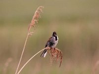 Emberiza schoeniclus 64, Rietgors, Saxifraga-Luuk Vermeer