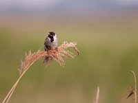 Emberiza schoeniclus 71, Rietgors, Saxifraga-Luuk Vermeer