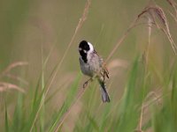 Emberiza schoeniclus 73, Rietgors, Saxifraga-Luuk Vermeer