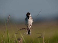 Emberiza schoeniclus 75, Rietgors, Saxifraga-Luuk Vermeer