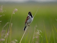 Emberiza schoeniclus 78, Rietgors, Saxifraga-Luuk Vermeer