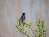 Emberiza schoeniclus 80, Rietgors, Saxifraga-Luuk Vermeer