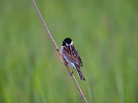 Emberiza schoeniclus 89, Rietgors, Saxifraga-Luuk Vermeer