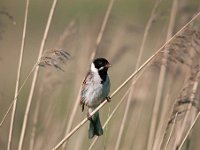 Emberiza schoeniclus 94, Rietgors, Saxifraga-Luuk Vermeer