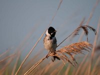 Emberiza schoeniclus 96, Rietgors, Saxifraga-Luuk Vermeer