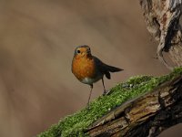 Erithacus rubecula 101, Roodborst, Saxifraga-Luuk Vermeer