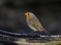 Erithacus rubecula 106, Roodborst, Saxifraga-Luuk Vermeer