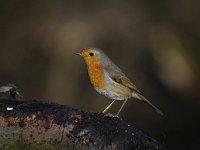 Erithacus rubecula 107, Roodborst, Saxifraga-Luuk Vermeer