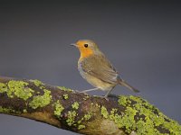 Erithacus rubecula 110, Roodborst, Saxifraga-Luuk Vermeer