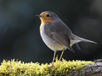 Erithacus rubecula 116, Roodborst, Saxifraga-Luuk Vermeer